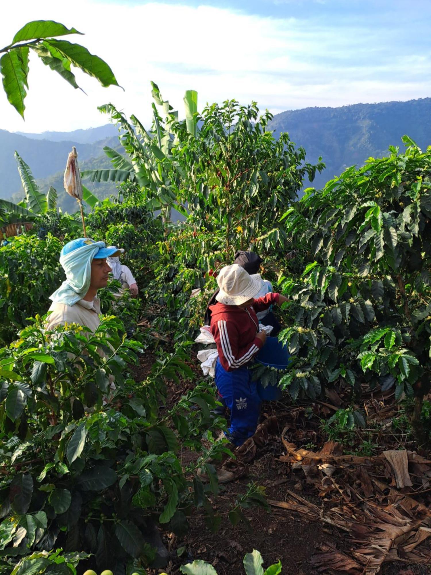 Finca La Manchuria Salgar  Ngoại thất bức ảnh