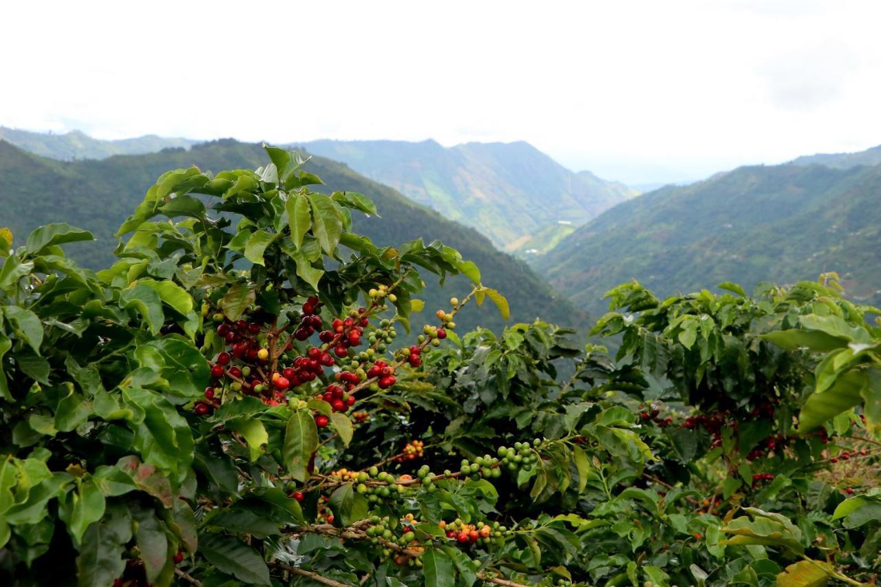 Finca La Manchuria Salgar  Ngoại thất bức ảnh